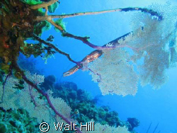 Trumpetfish hiding behind a sea fan. by Walt Hill 